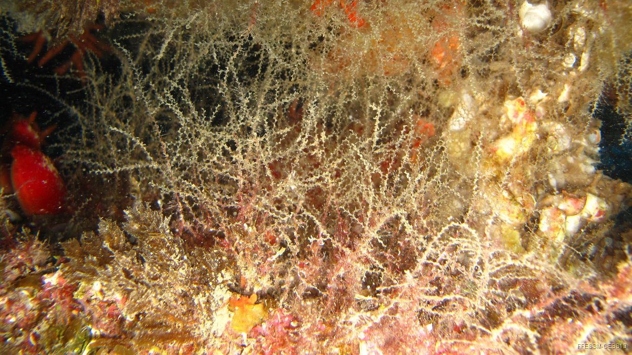 020 Sertularella (Sertularella sp).JPG - Sertularelle (Sertularella sp) : Colonies en forme de zigzag toutes partant d'un tronc central